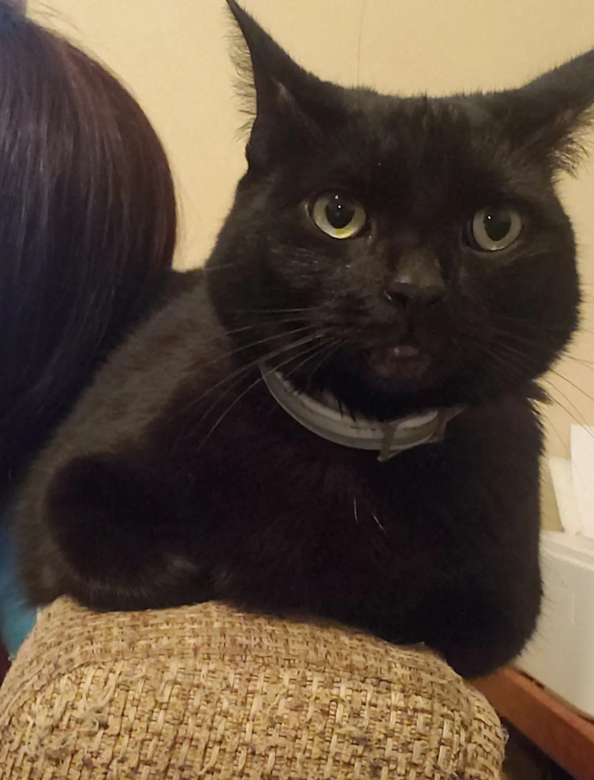 Lost cat in Harrisburg, PA, 17111