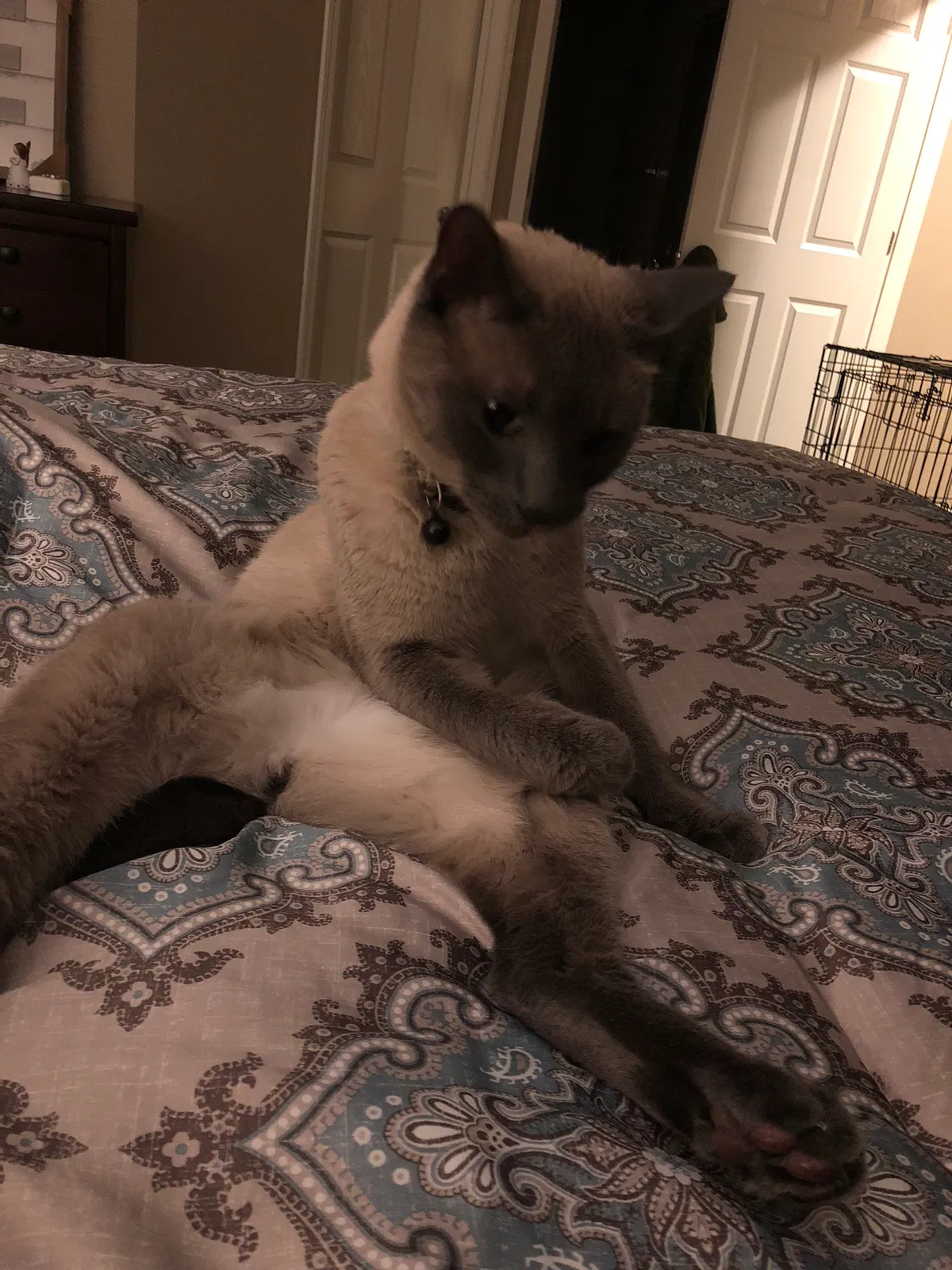 Lost cat in Saint Paul, MN, 55129