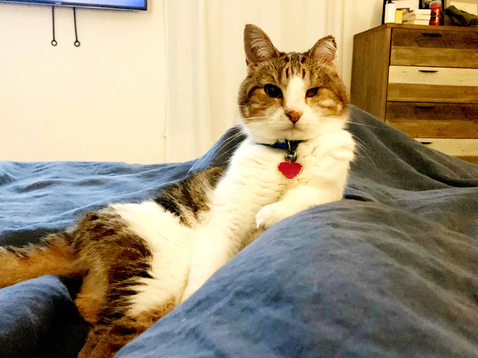 Lost cat in Austin, TX, 78752