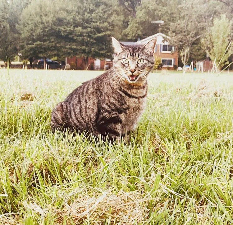 Lost cat in Rome, GA, 30165