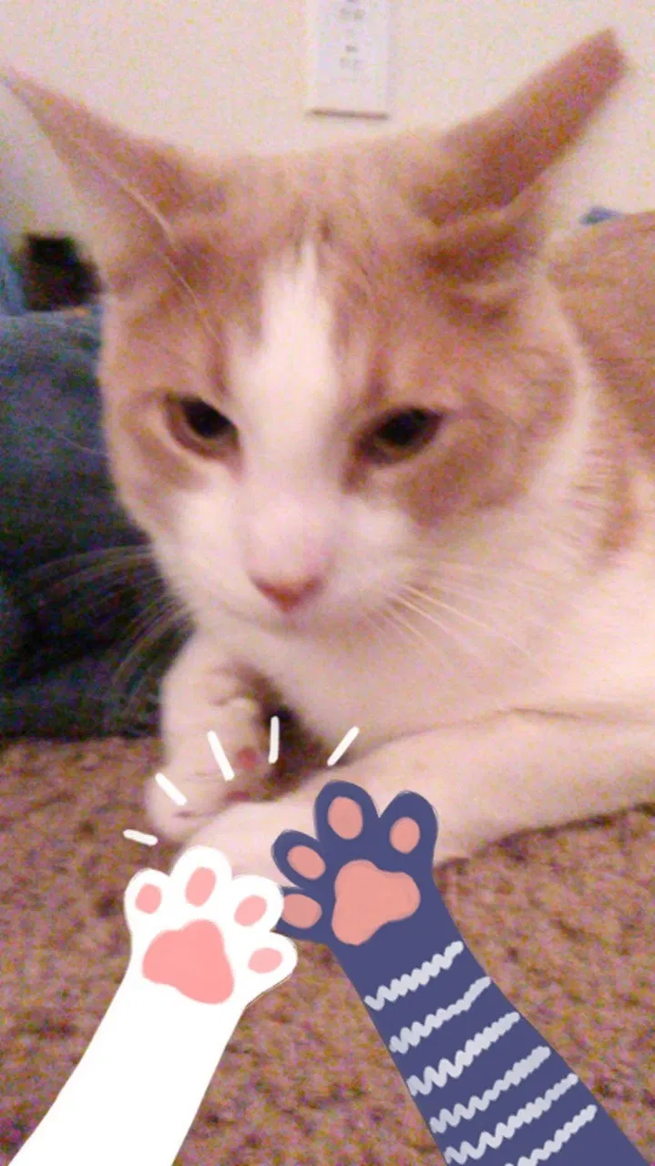 Lost cat in Salt Lake City, UT, 84119