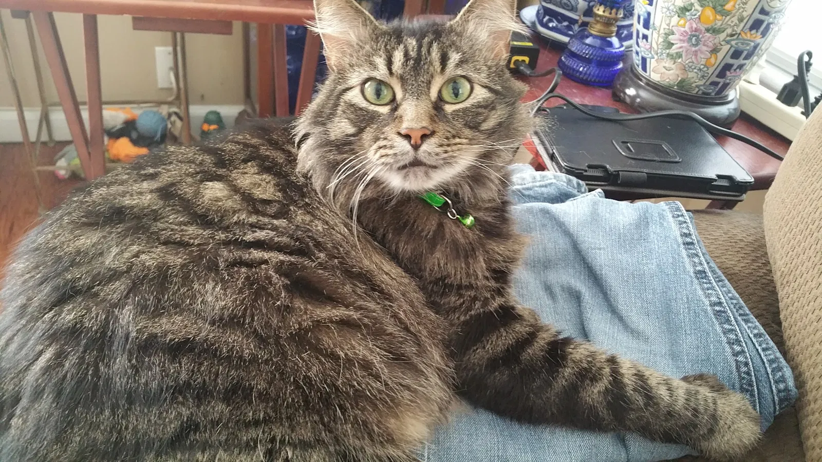 Lost cat in Evansville, IN, 47715
