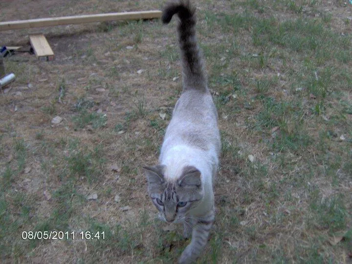 Lost cat in Spring, TX, 77389