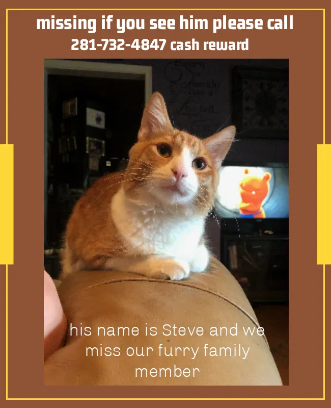 Lost cat in Spring, TX, 77380