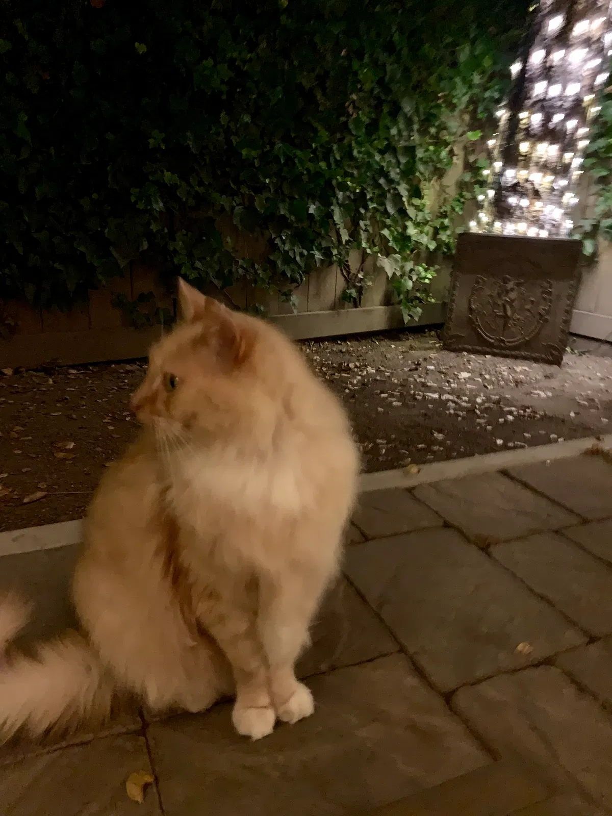 Lost cat in Carmel, CA, 93923
