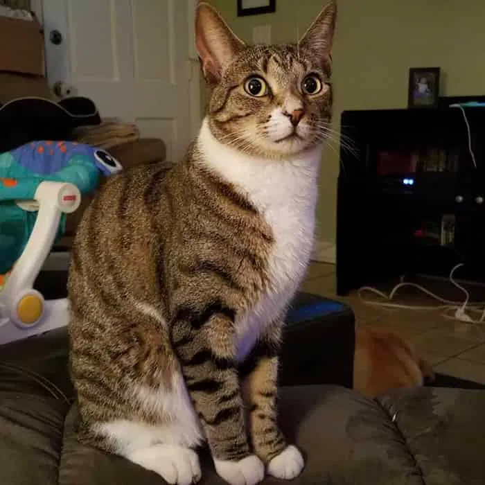 Lost cat in Port Saint Lucie, FL, 34984