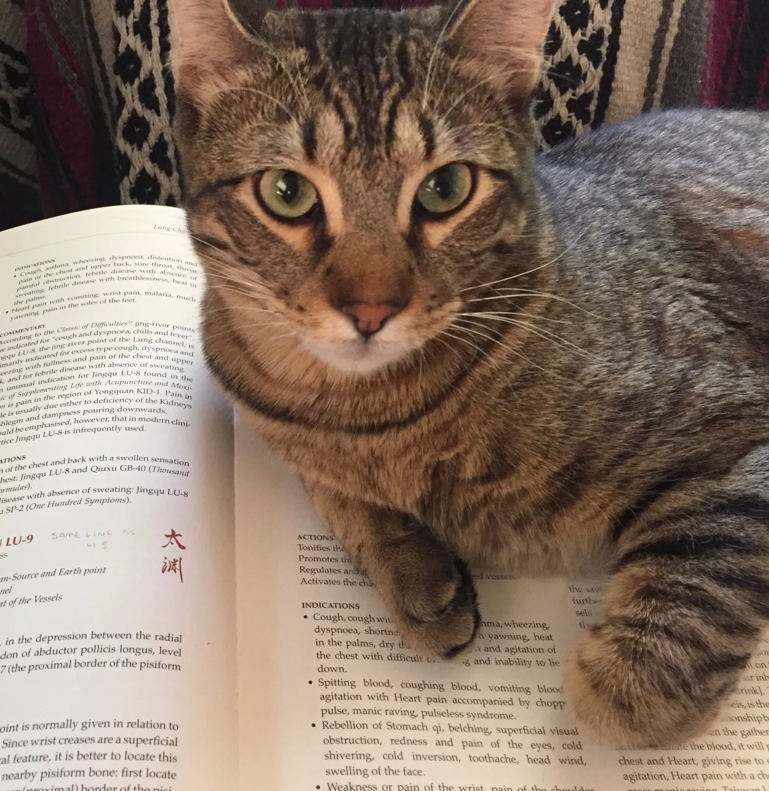 Lost cat in Buda, TX, 78610