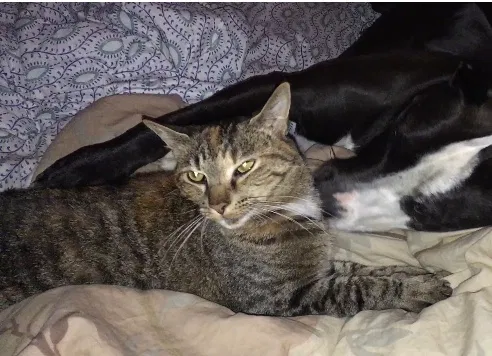 Lost cat in Travelers Rest, SC, 29690