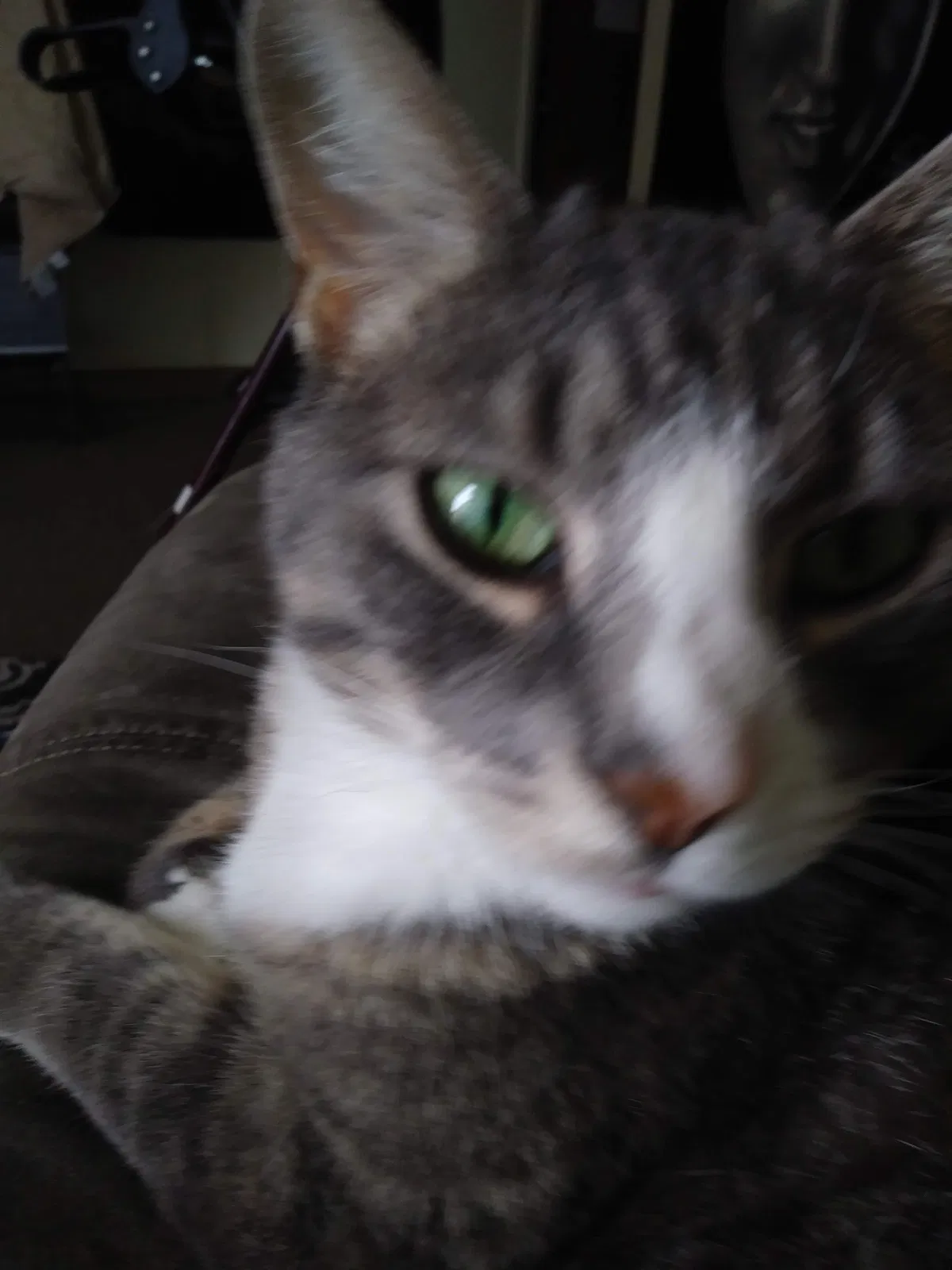 Lost cat in Kalamazoo, MI, 49006