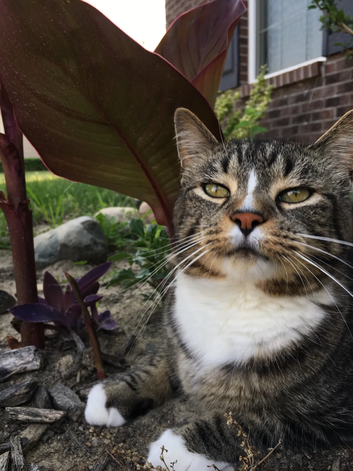 Lost cat in Brownsburg, IN, 46112