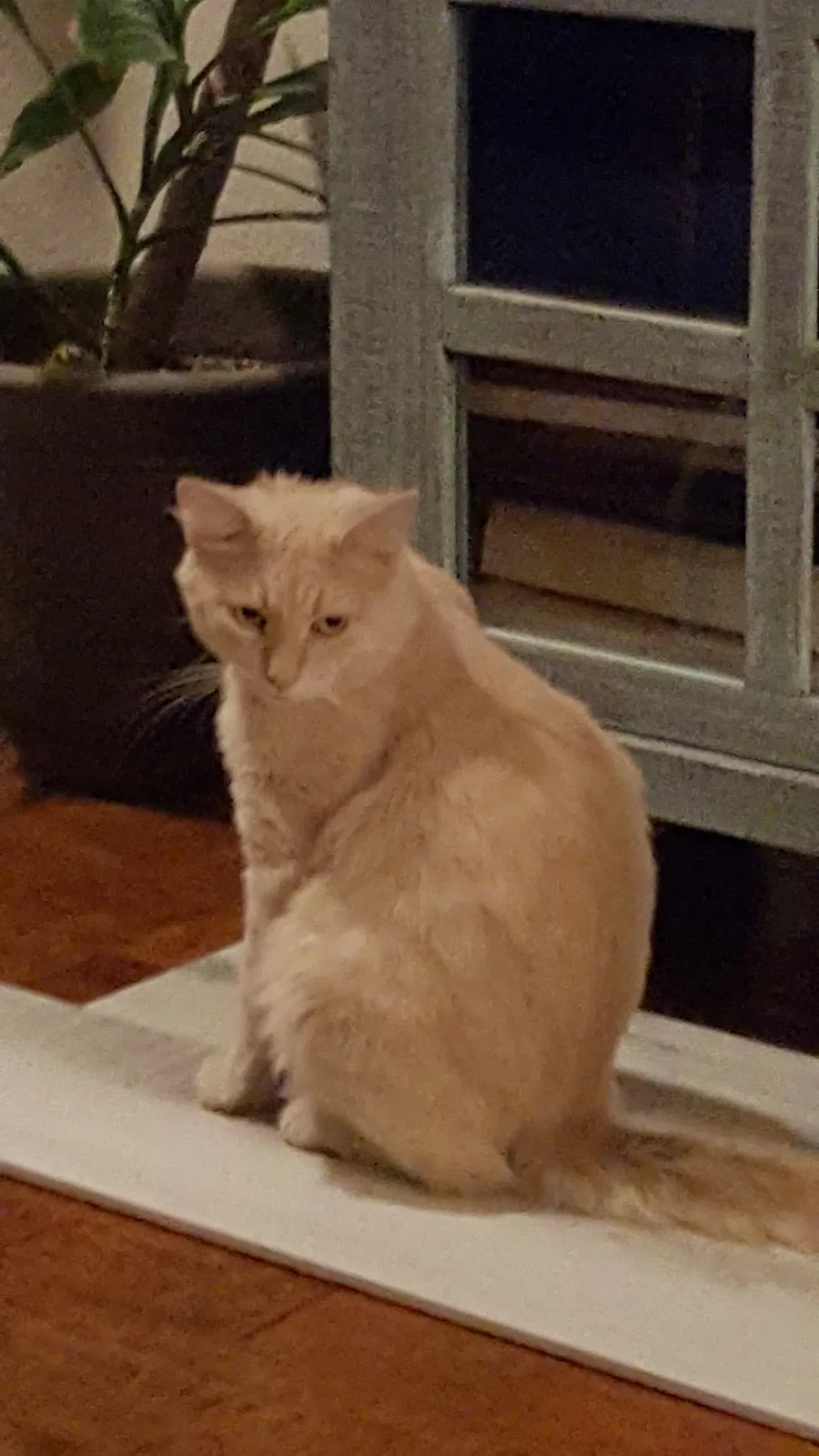 Lost cat in Fort Worth, TX, 76131
