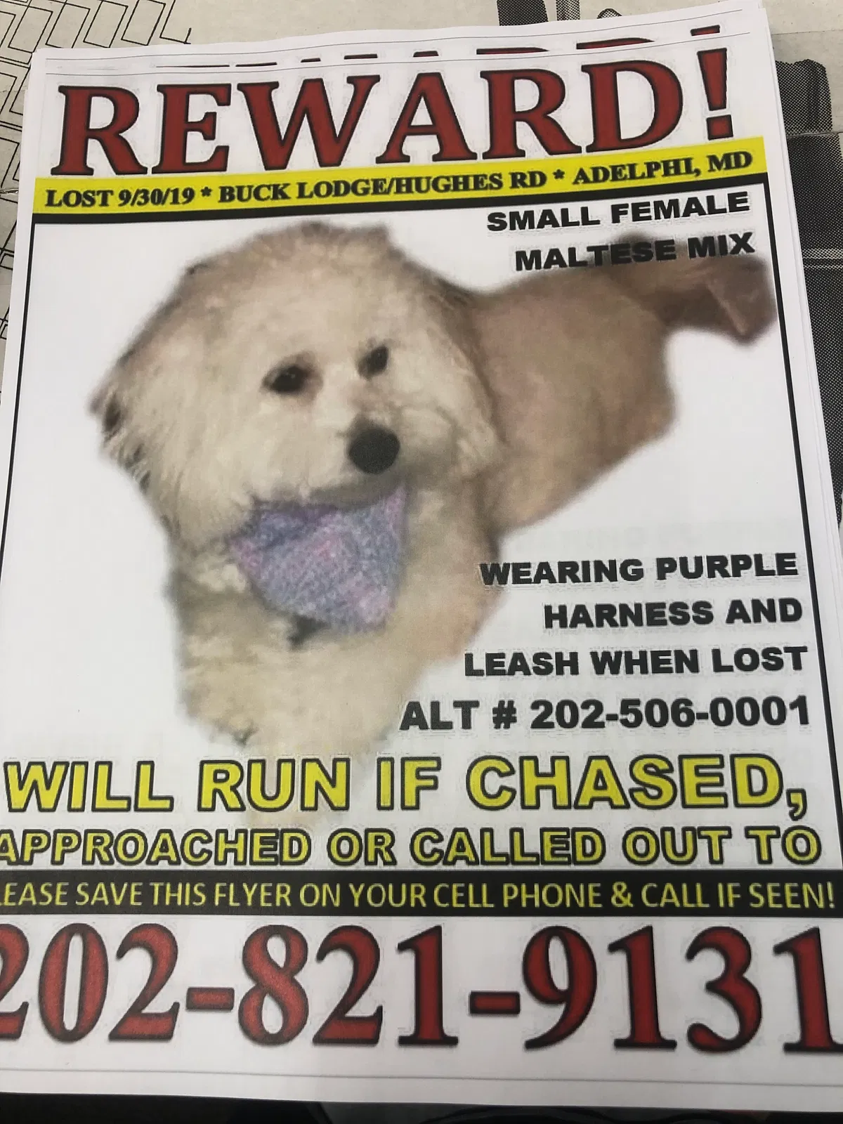 Lost dog in Hyattsville, MD, 20783