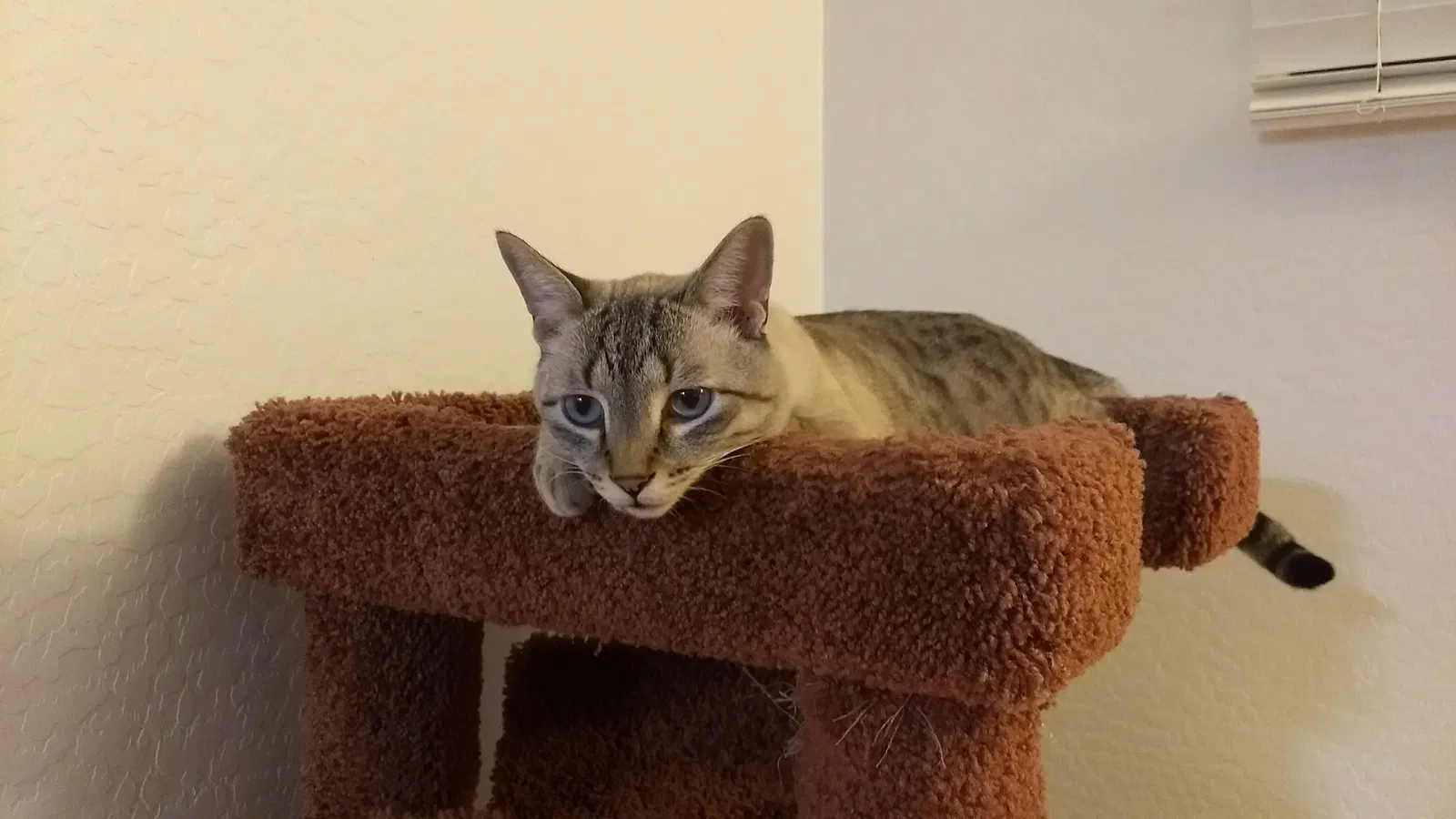 Lost cat in Glendale, AZ, 85303