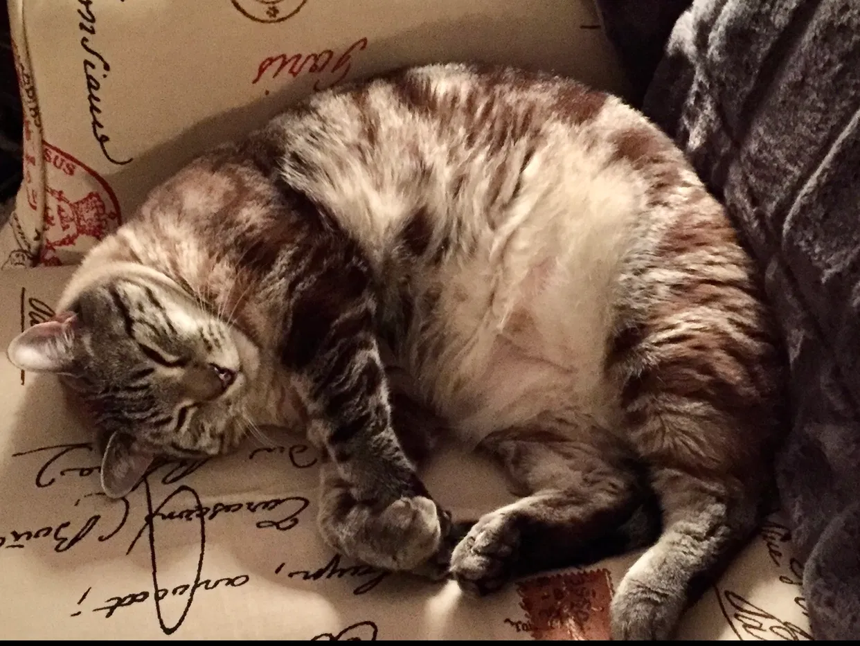 Lost cat in Hillsboro, MO, 63050
