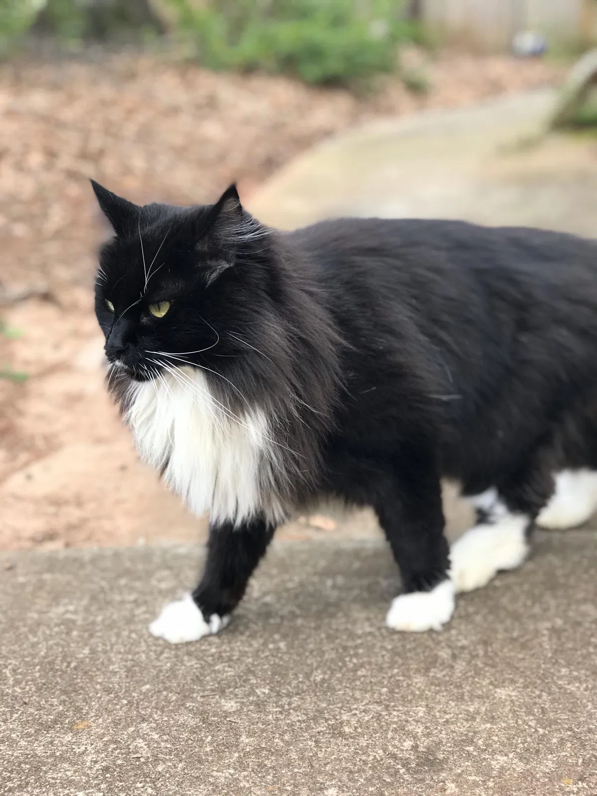 Lost cat in Anderson, SC, 29621