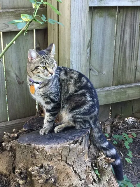 Lost cat in Memphis, TN, 38119