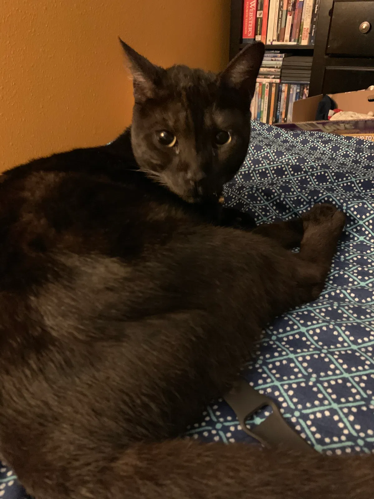 Lost cat in West Fargo, ND, 58078