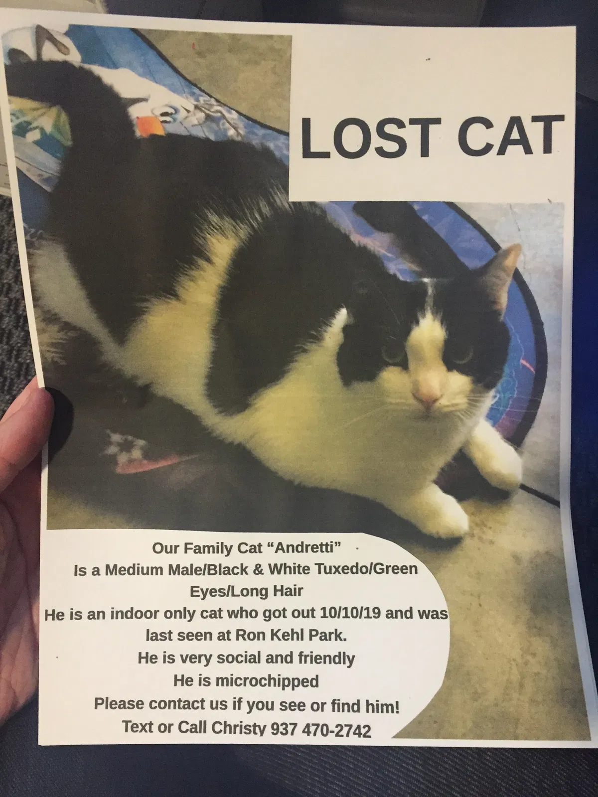 Lost cat in Dayton, OH, 45459