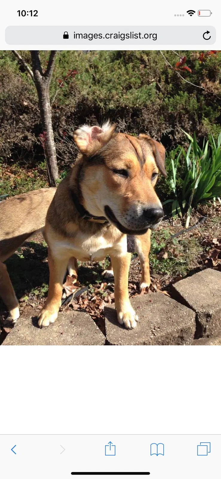 Lost dog in Homer, GA, 30547