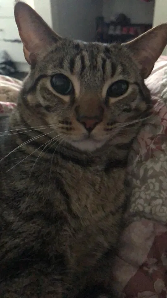 Lost cat in Brandon, FL, 33511