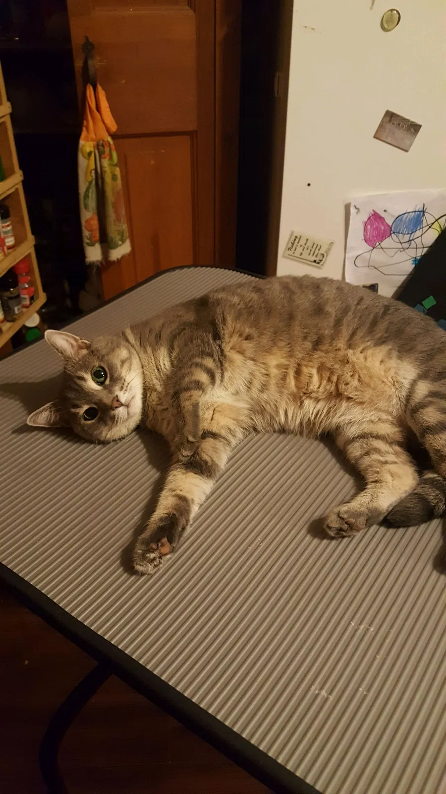 Lost cat in Palmyra, WI, 53156