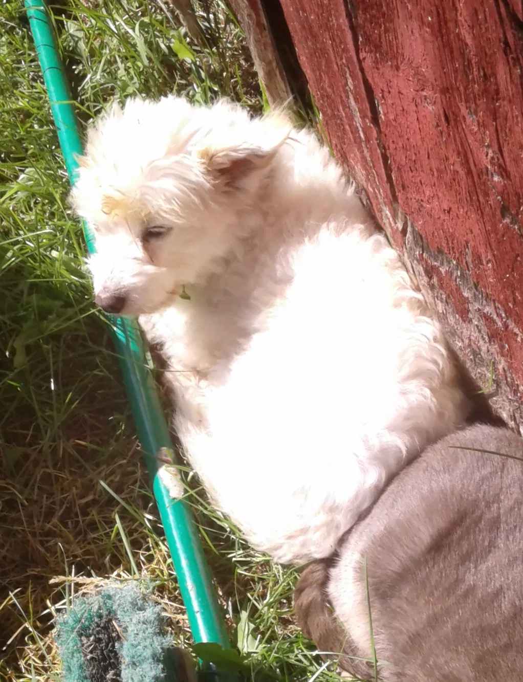 Lost dog in Owen, WI, 54460