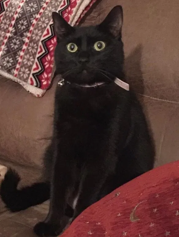 Lost cat in Lincoln City, OR, 97367
