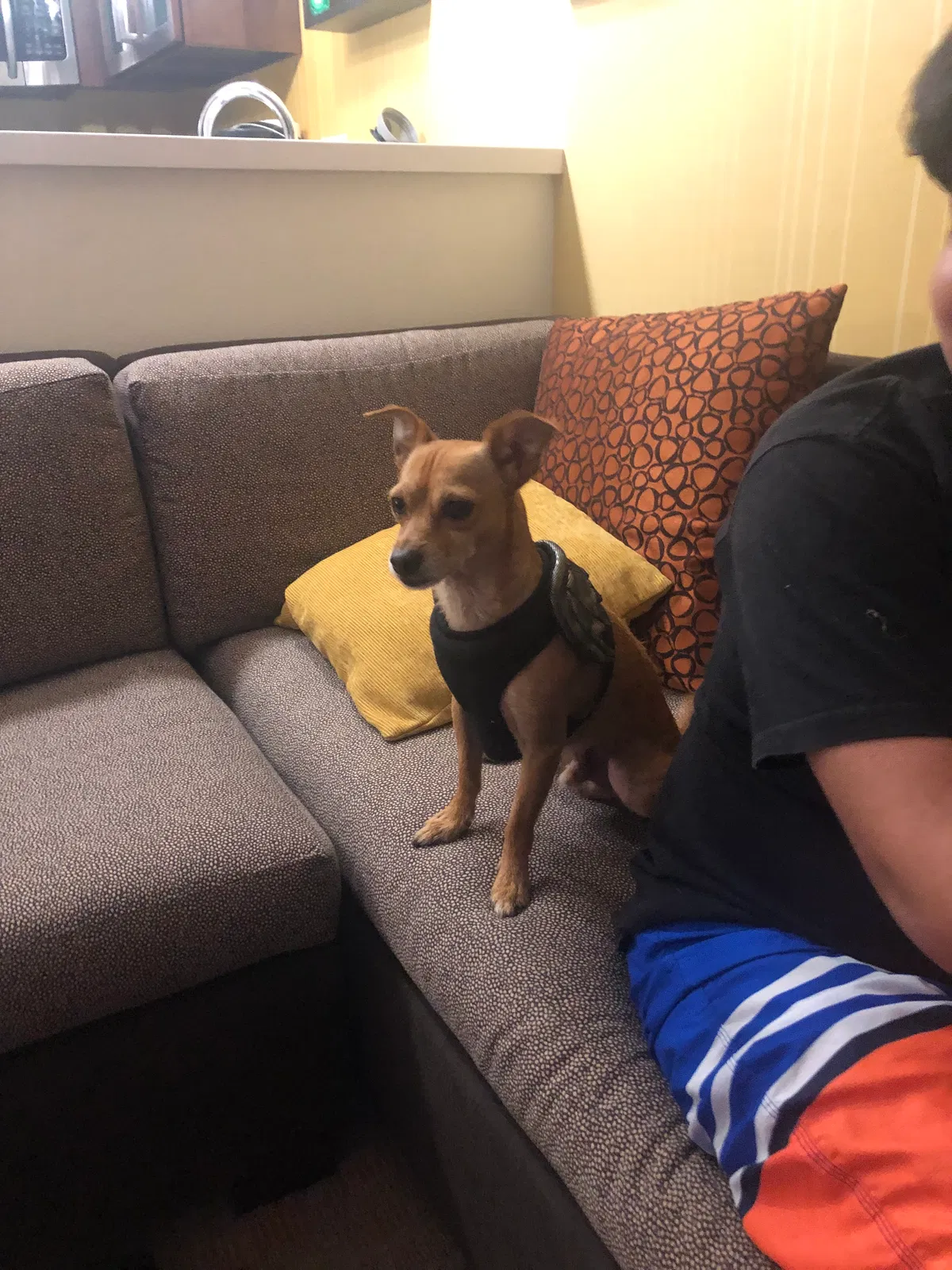 Lost dog in Orange, CA, 92869