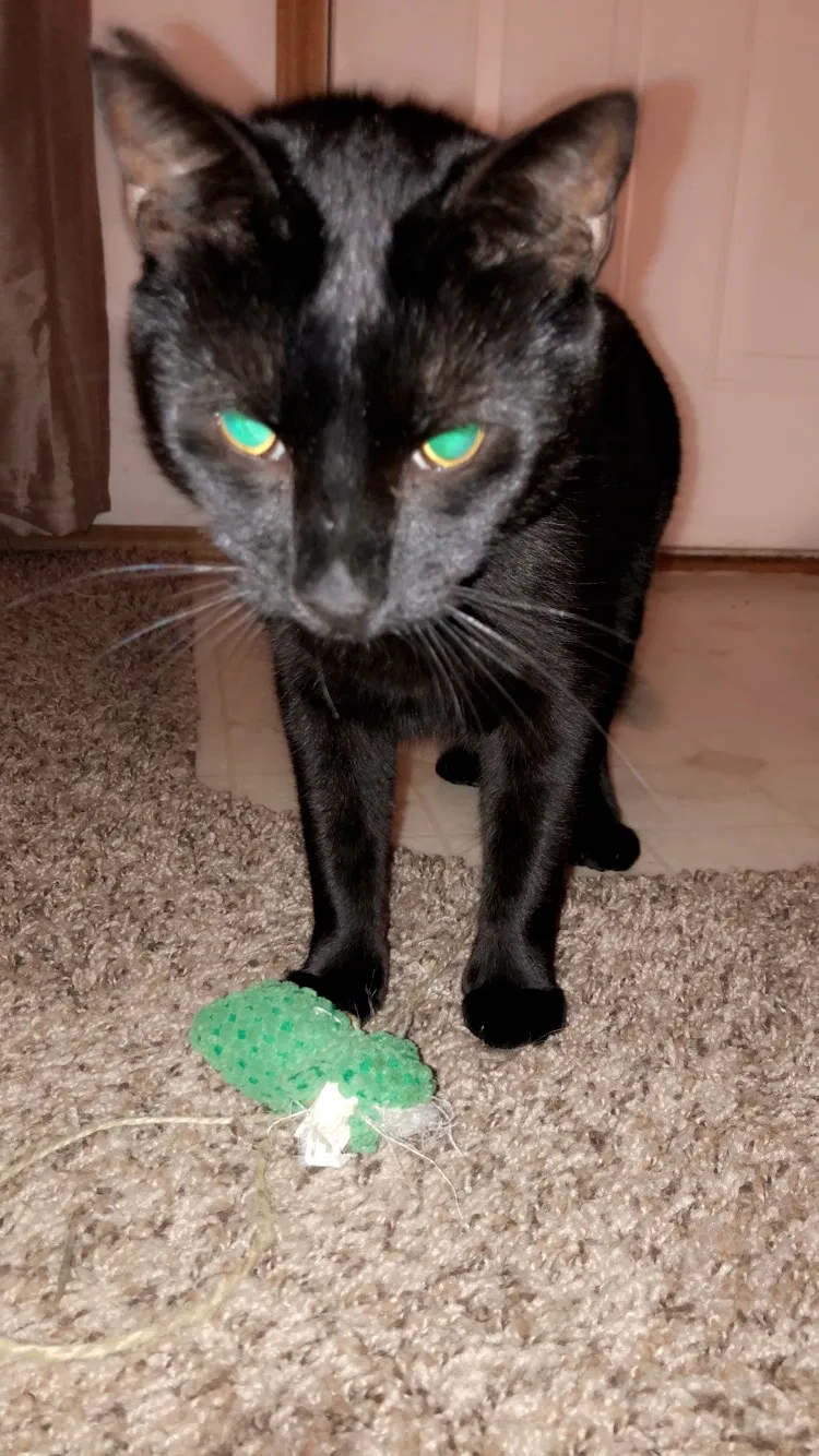 Lost cat in Lawrence, KS, 66044