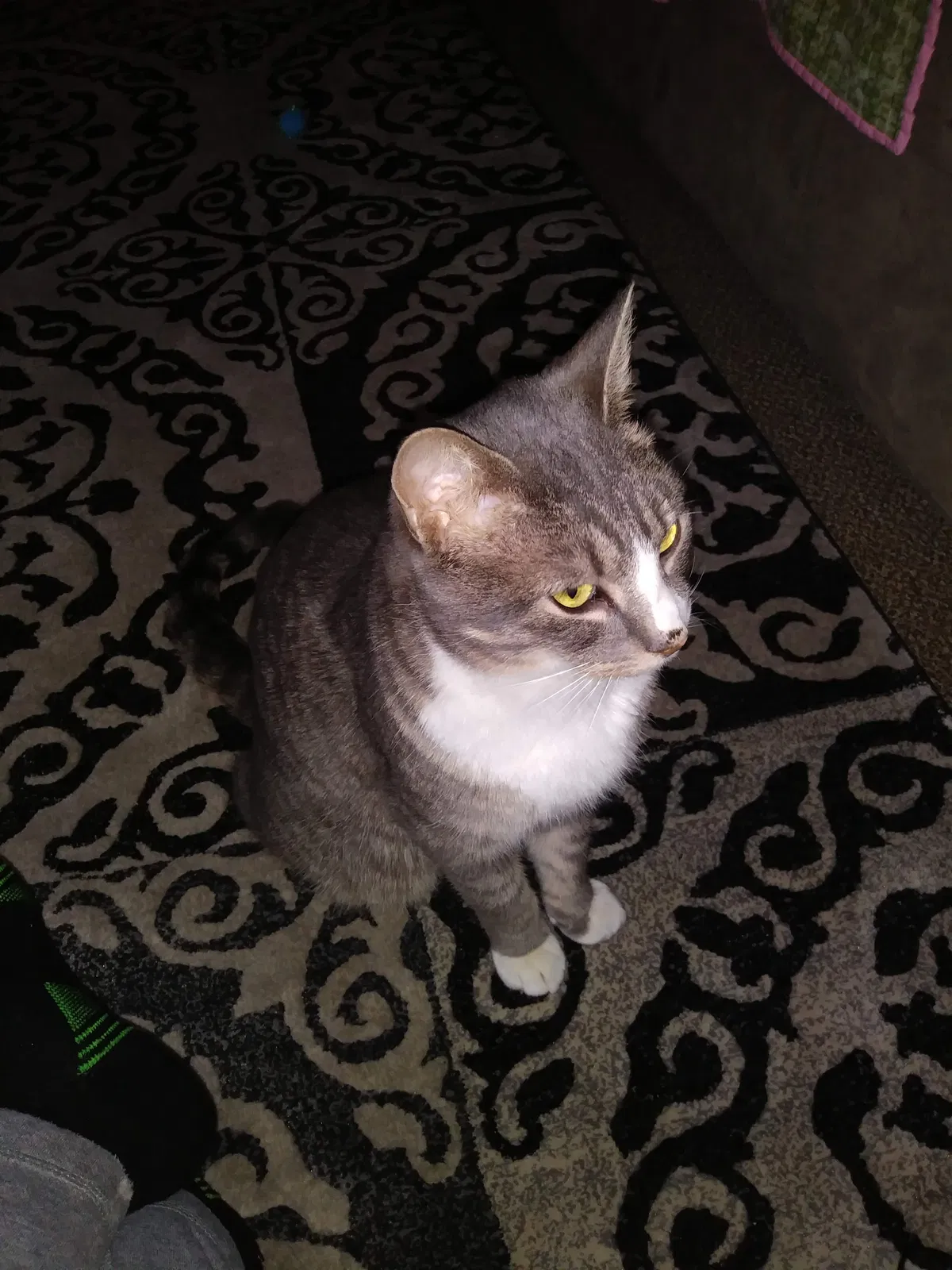 Lost cat in Kalamazoo, MI, 49006