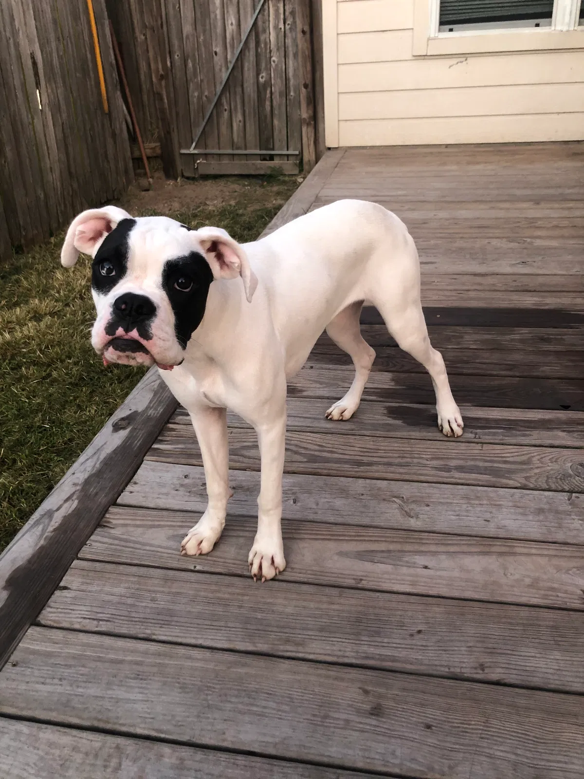 Lost dog in Humble, TX, 77338