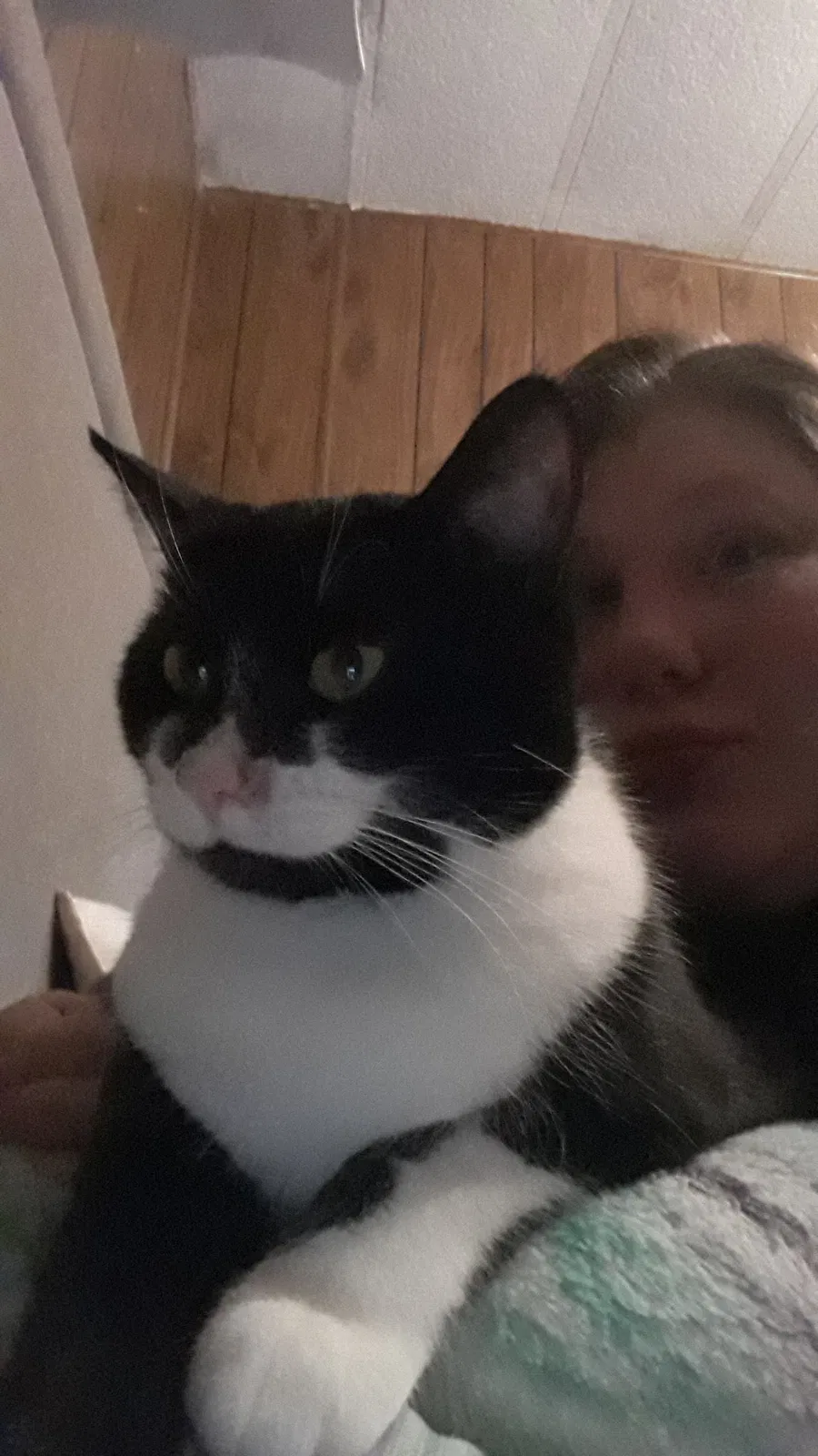 Lost cat in Cosby, TN, 37722