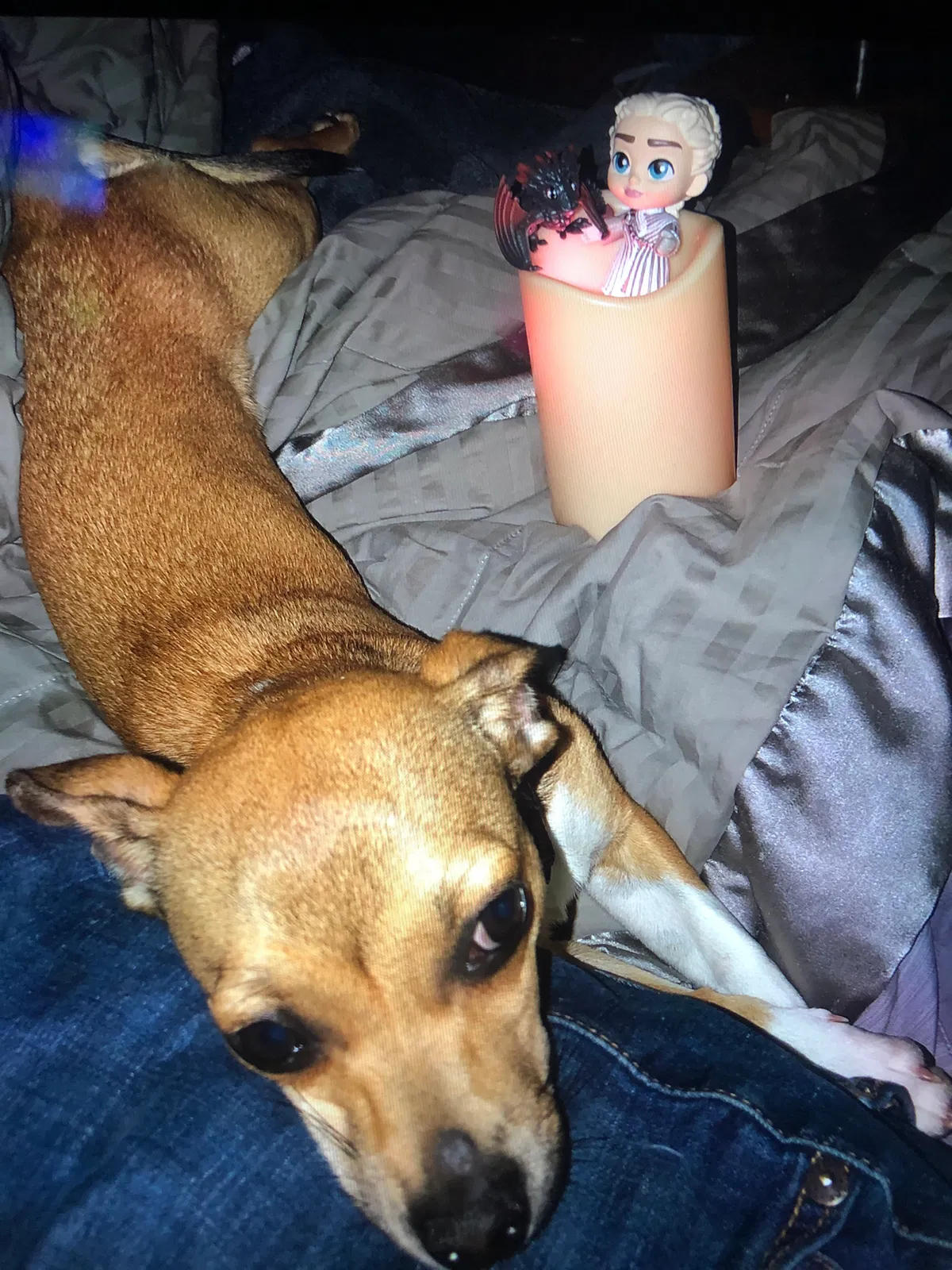 Lost dog in Pensacola, FL, 32507