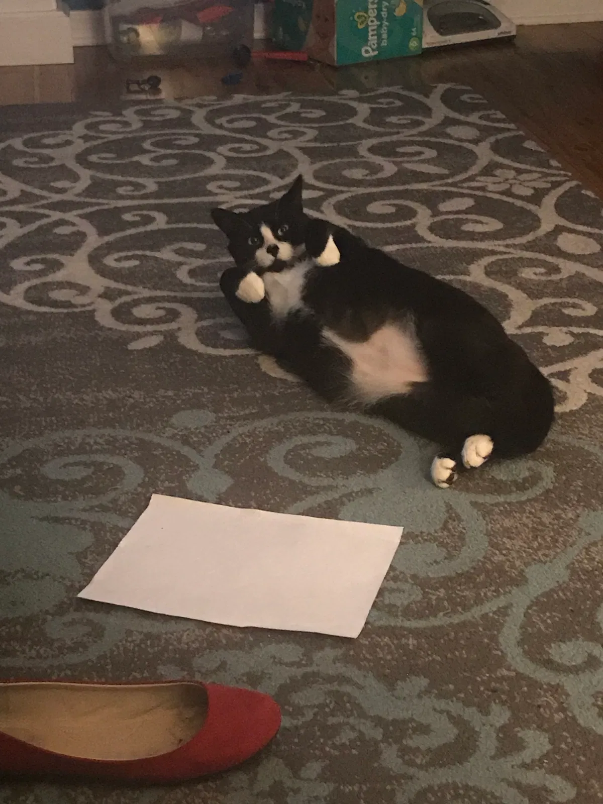 Lost cat in Hatboro, PA, 19040