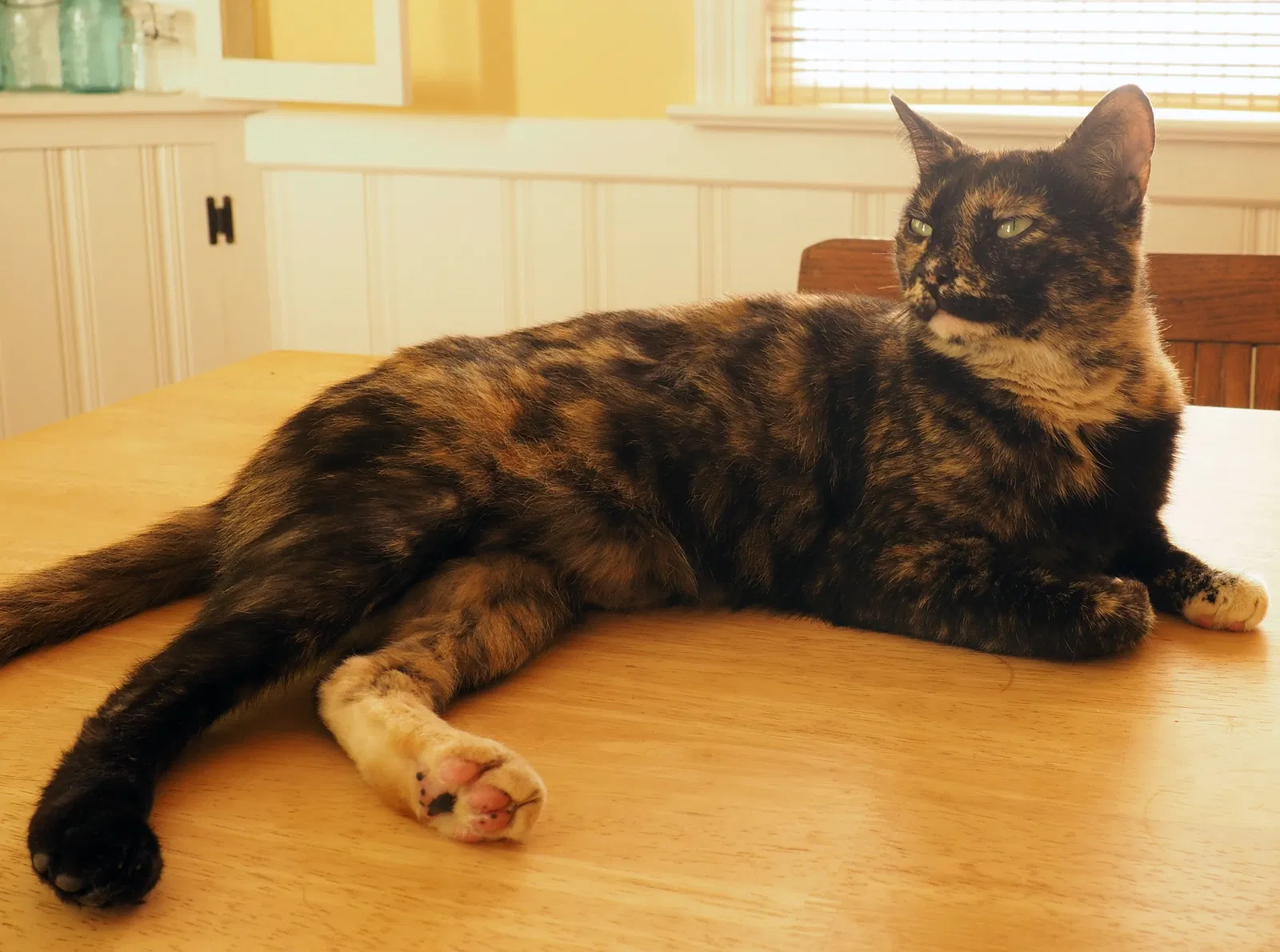 Lost cat in Richmond, VA, 23227