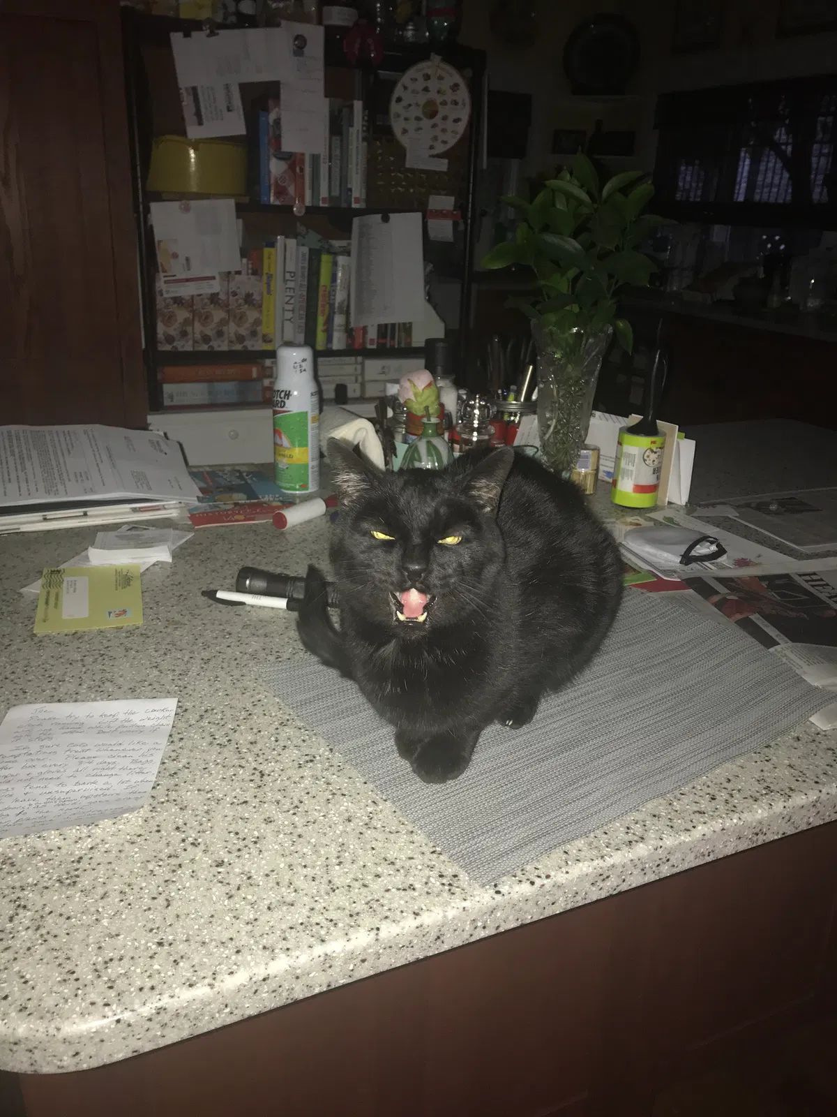 Lost cat in Denver, CO, 80212