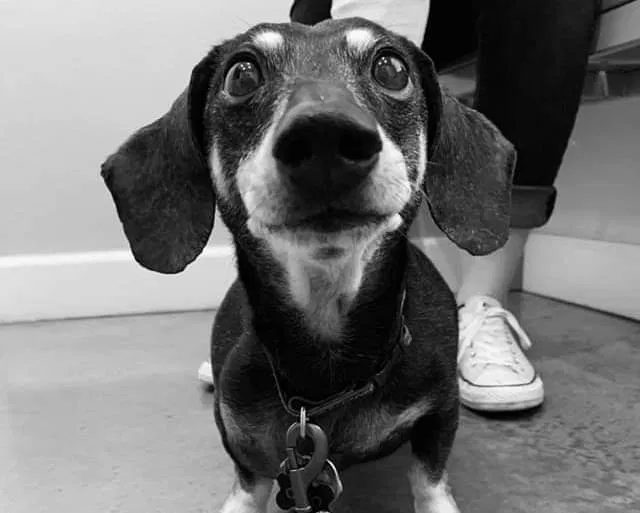 Lost dog in Skiatook, OK, 74070