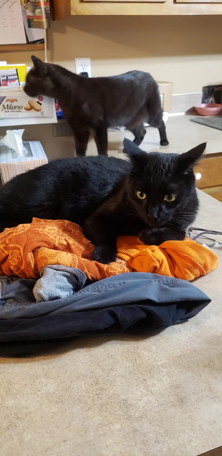 Lost cat in Saginaw, MI, 48609