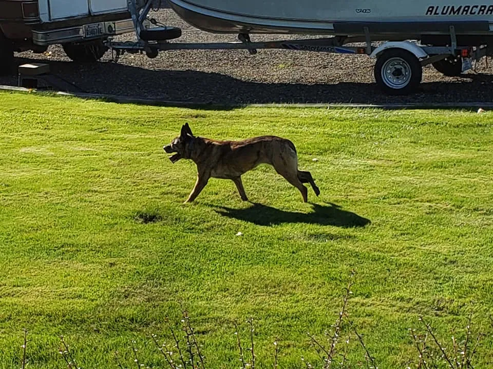 Lost dog in Ridgefield, WA, 98642