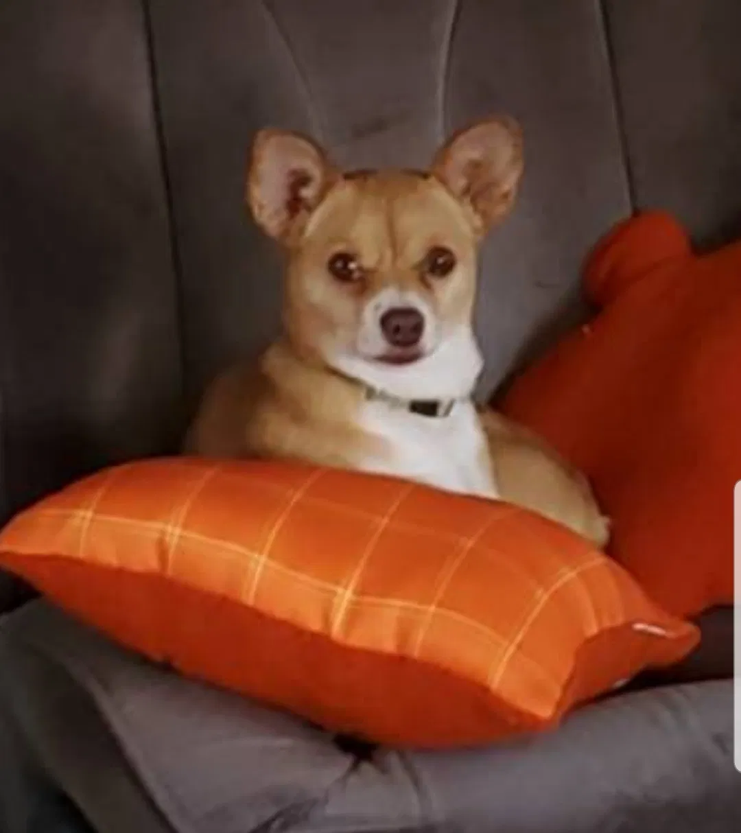 Lost dog in Dewey, AZ, 86327