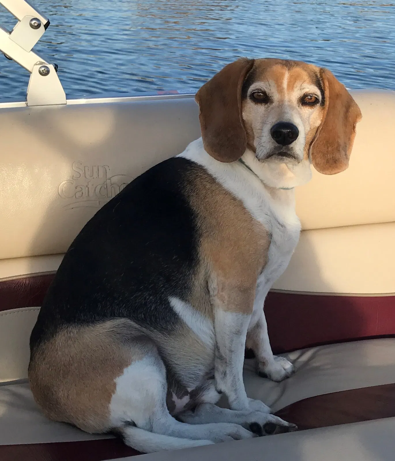 Lost dog in Alexandria, MN, 56308