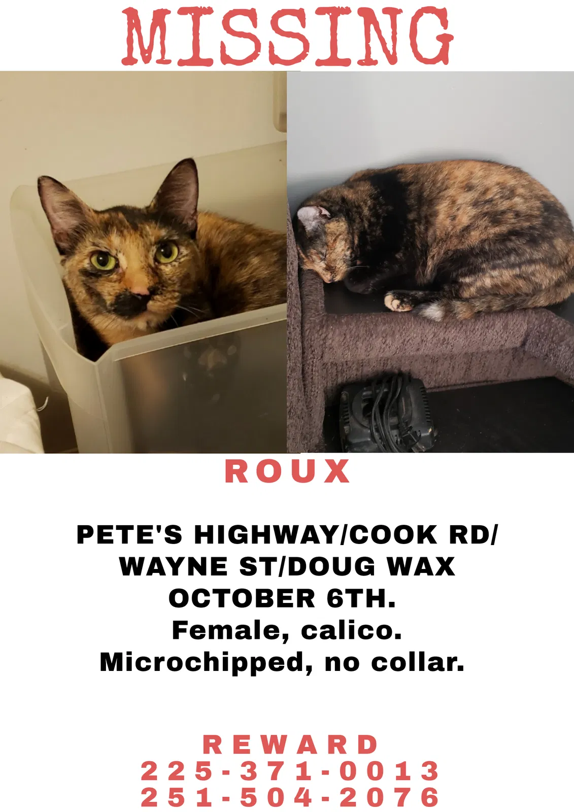 Lost cat in Denham Springs, LA, 70726