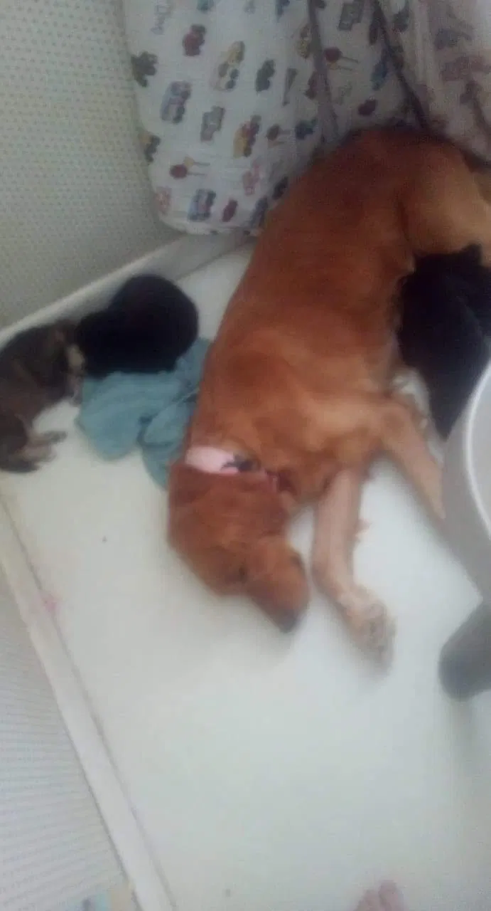 Lost dog in Clay, WV, 25043