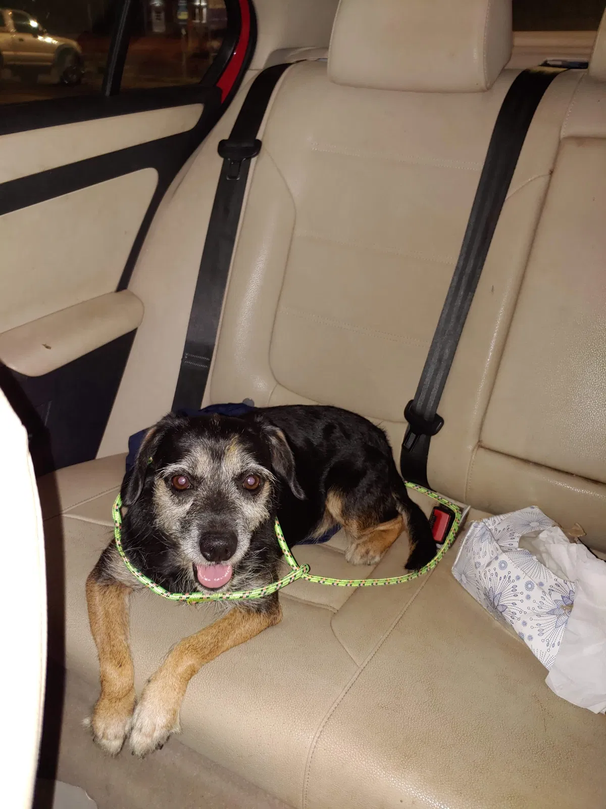 Lost dog in Roanoke, VA, 24013