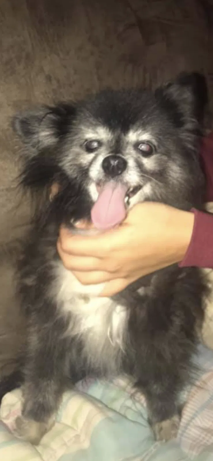 Lost dog in Clear Lake, MN, 55319