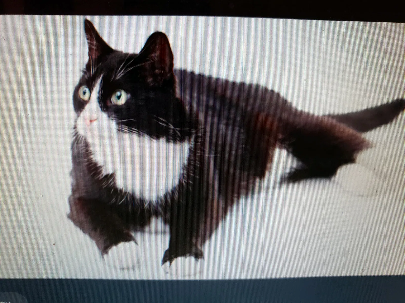 Lost cat in Littleton, CO, 80126
