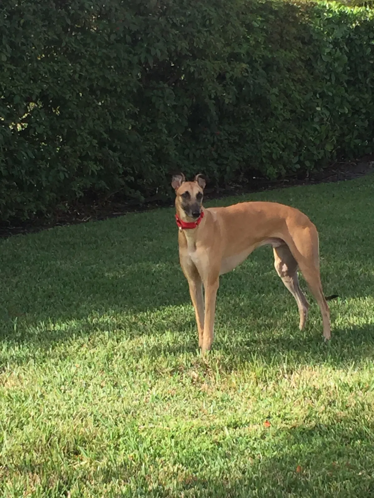 Lost dog in Fairhope, AL, 36532