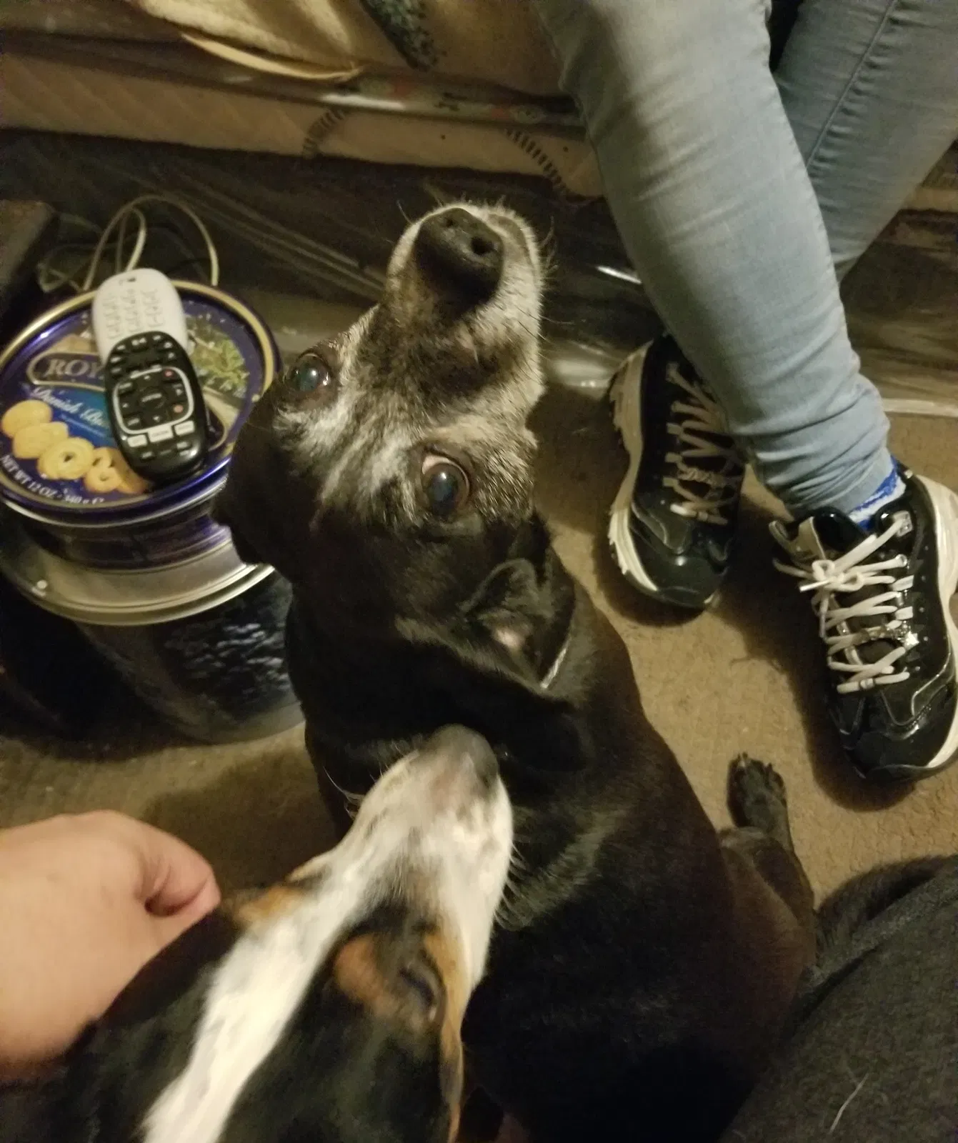 Lost dog in Mebane, NC, 27302