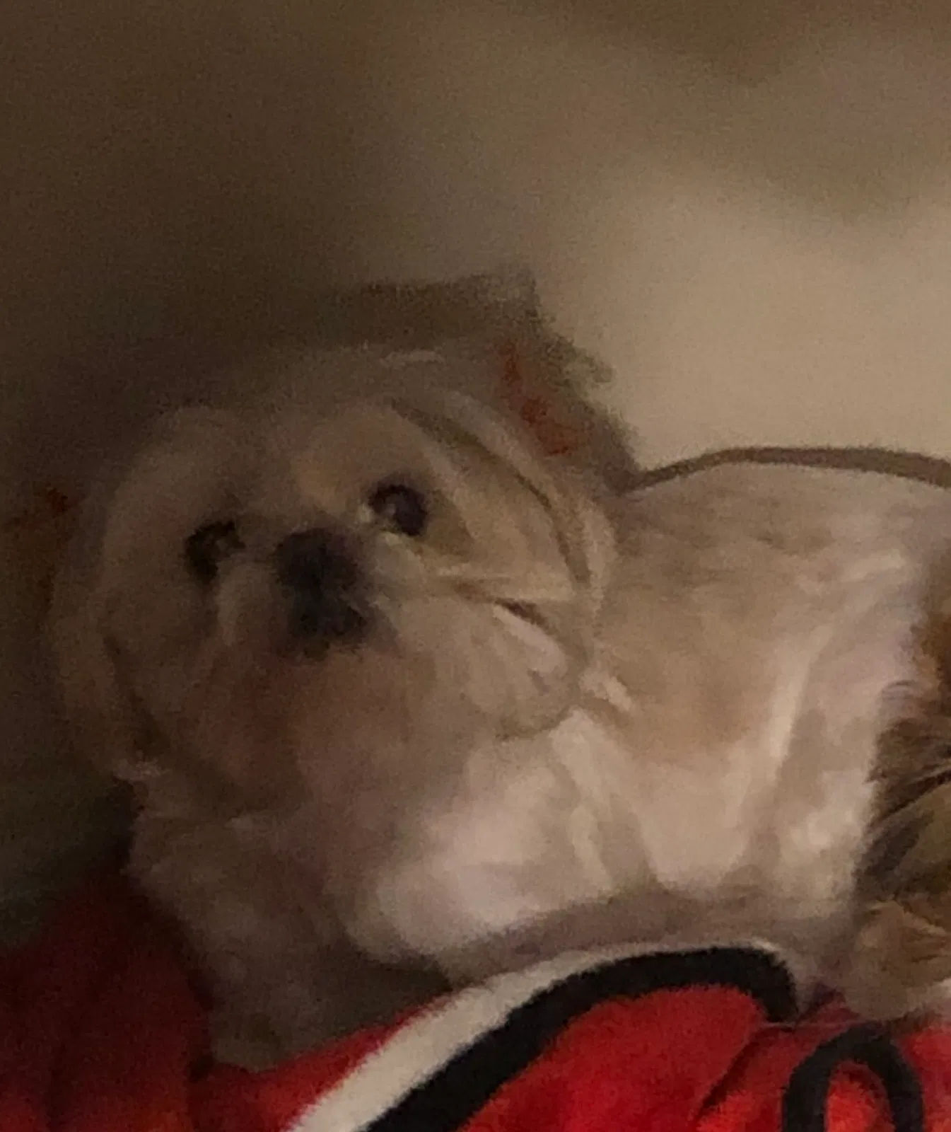 Lost dog in Lubbock, TX, 79424