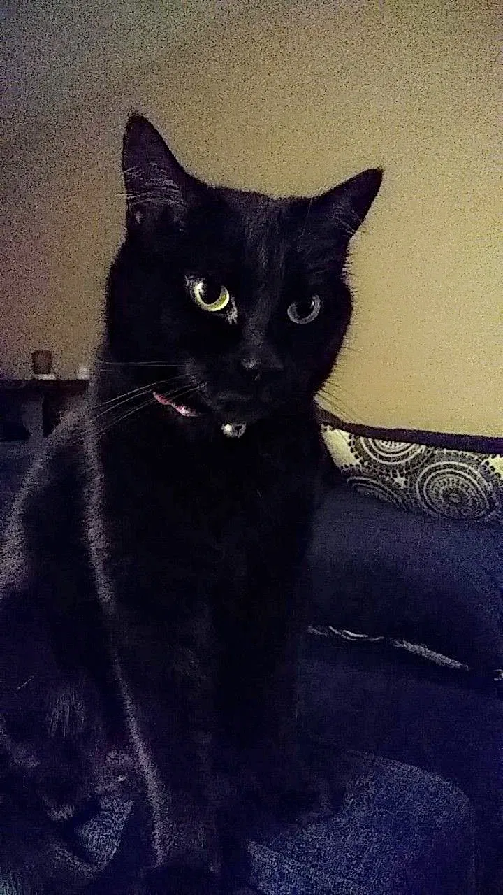 Lost cat in Derby, KS, 67037
